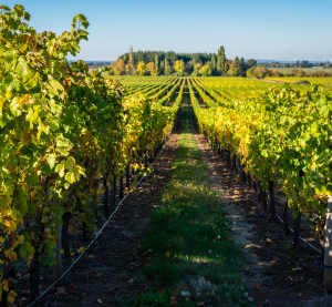 Reihen junger Weinreben im Sonnenlicht erstrecken sich durch das gr&uuml;ne Tal von Oregon bis zum Horizont.