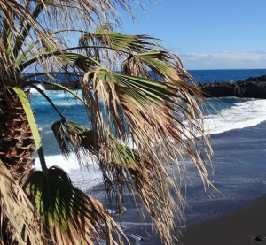 Schwarzer Sandstrand mit Palme auf La Palma, Wellen brechen am Ufer.