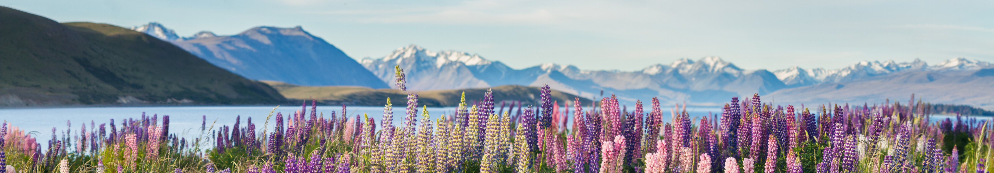 Lupinenfelder in Neuseeland im Fr&uuml;hling