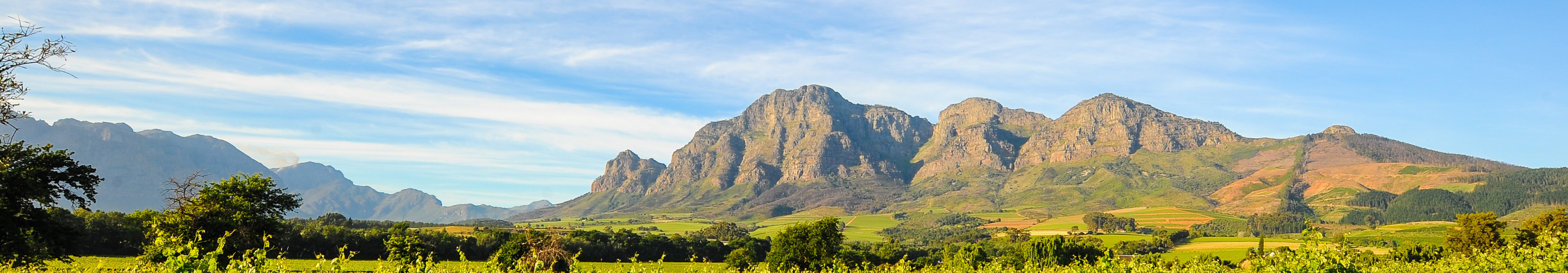 Weinfelder in S&uuml;dafrika mit Blick auf das Bergpanorama der Cape Winelands