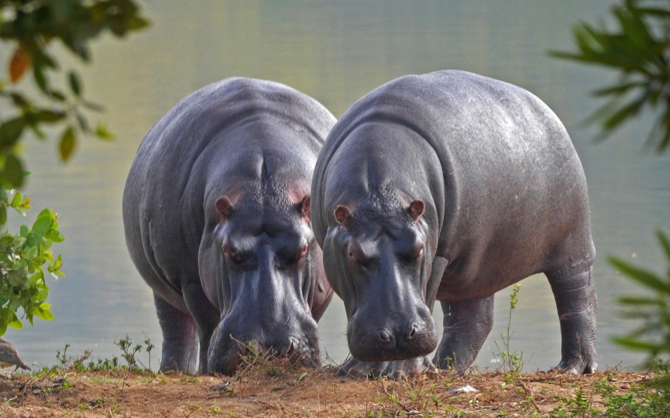 Flusspferde im Nationalpark in Gambia