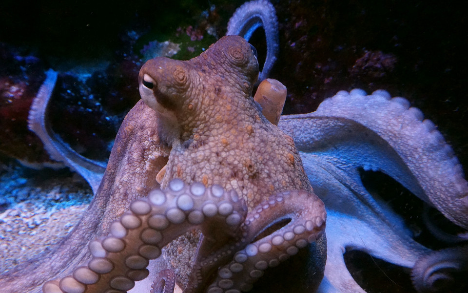 Krake im Meer von Rhodos