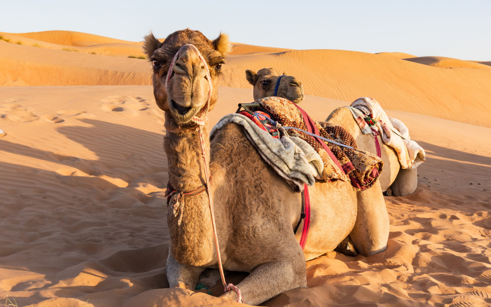 Kamel im Oman