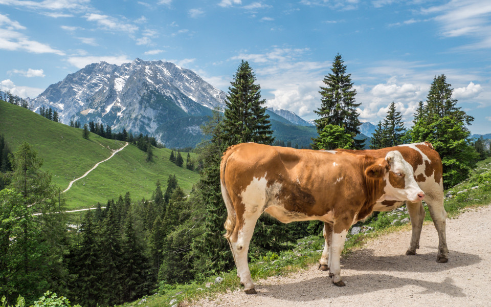 K&uuml;he auf einer Almwiese im Berchtesgadener Land, mit den Alpen im Hintergrund.